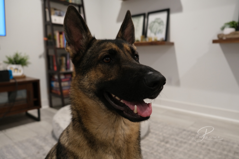 Auggie.jpg